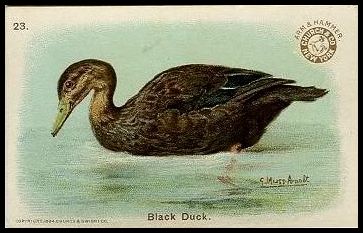 23 Black Duck